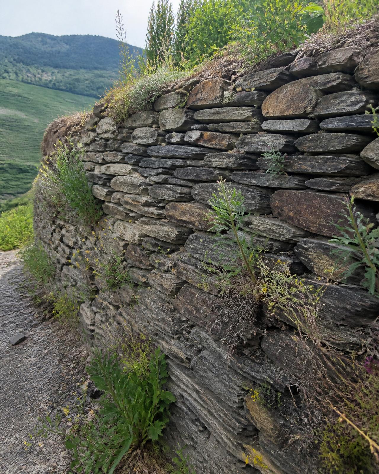 Trockenmauer in Hanglage – Gartenprojekt Gehlen in Piesport
